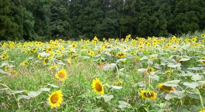 月山牧場のお花畑
