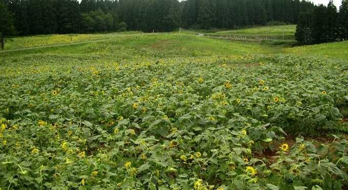 月山牧場のお花畑