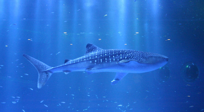 のとじま水族館