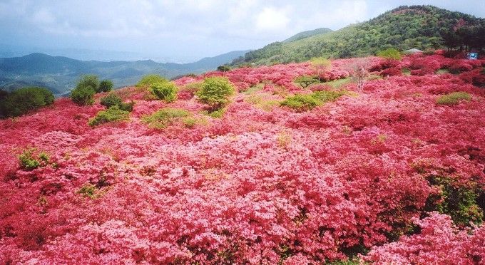 徳仙丈山のツツジ
