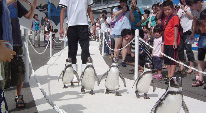 越前松島水族館