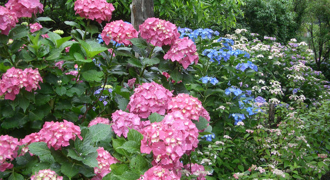 源流の郷 あわじ花山水 