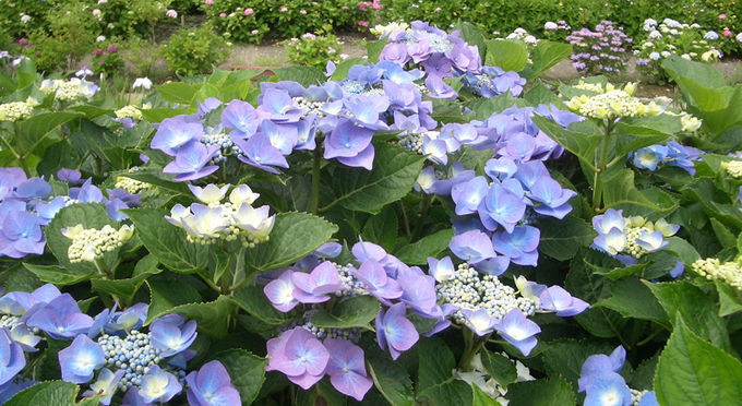 源流の郷 あわじ花山水 
