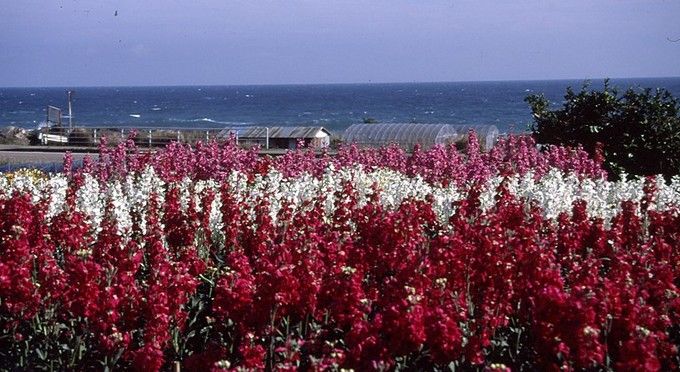 白間津のお花畑（花摘み）