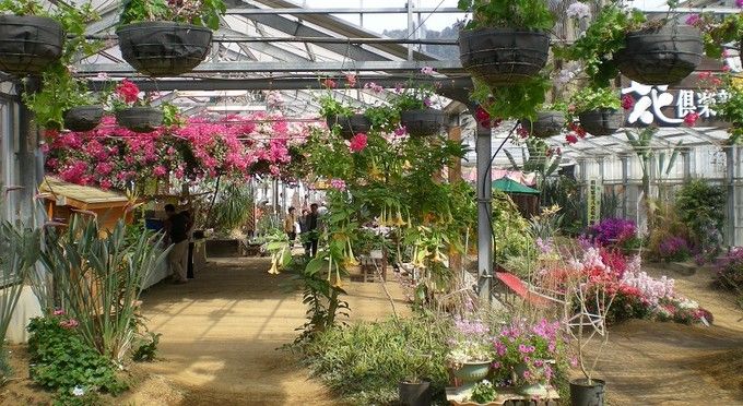 道の駅 おおつの里 花倶楽部