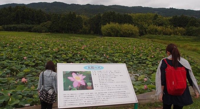 大賀蓮（古代蓮）
