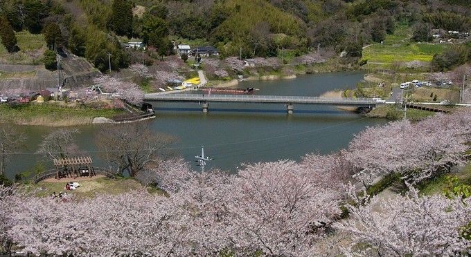 佐久間ダム公園（桜）