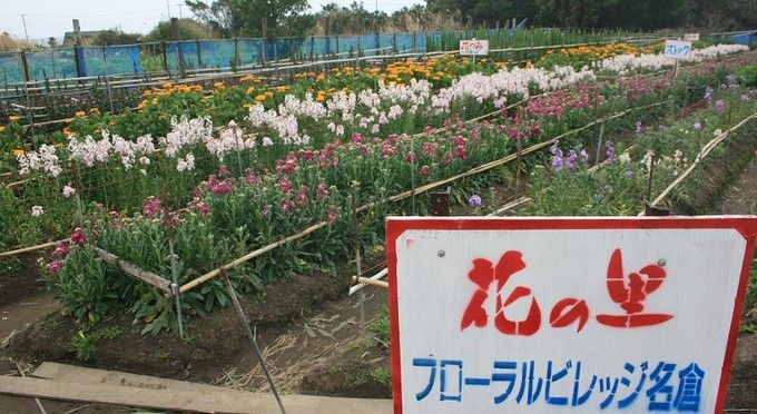 花の里フローラルビレッジ 名倉（花摘み）