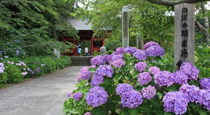 あじさい（日運寺）