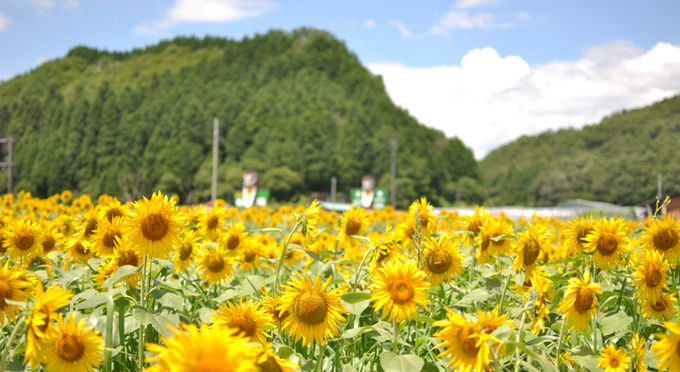 太陽に向かって咲き誇る向日葵たち