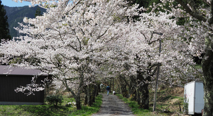 茅部神社の桜並木