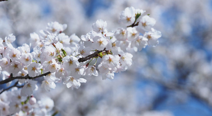 茅部神社の桜並木