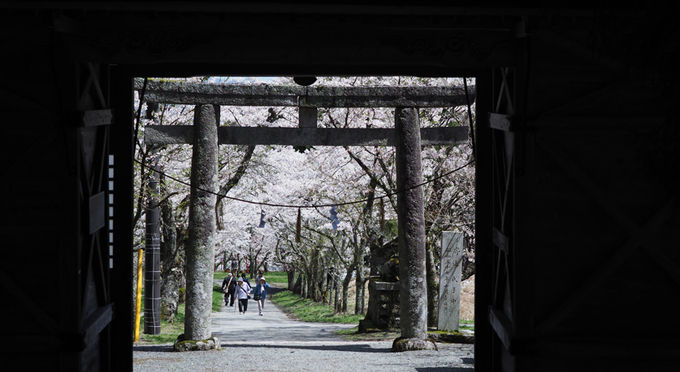 茅部神社の桜並木