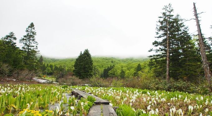 大場谷地湿原