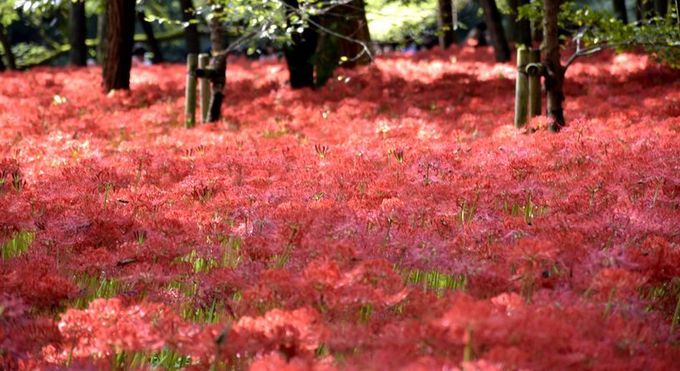 巾着田　曼珠沙華（まんじゅしゃげ）