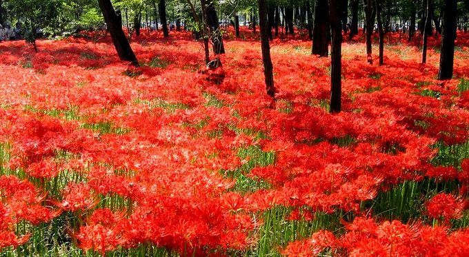 巾着田　曼珠沙華（まんじゅしゃげ）