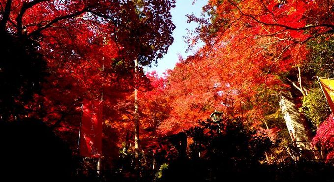 東郷公園　秩父御嶽神社　紅葉