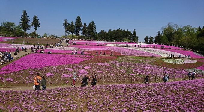 羊山公園　芝桜