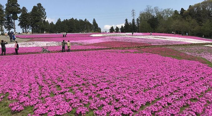 羊山公園　芝桜