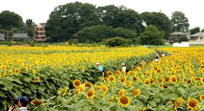 清瀬のひまわり
