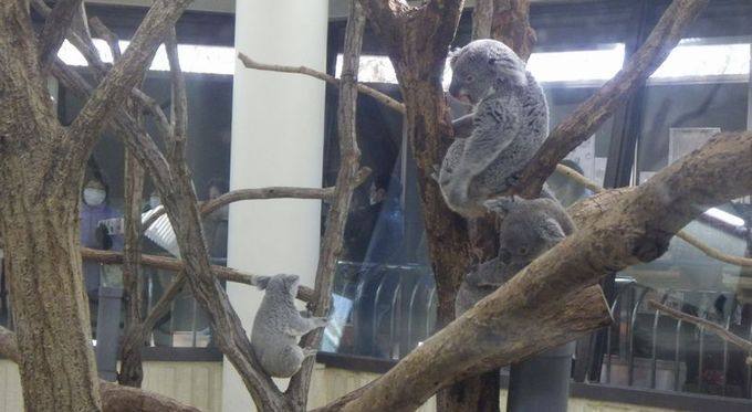 こども動物自然公園