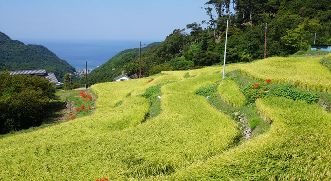 石部棚田（いしぶたなだ）