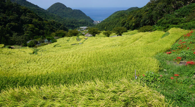 石部棚田（いしぶたなだ）
