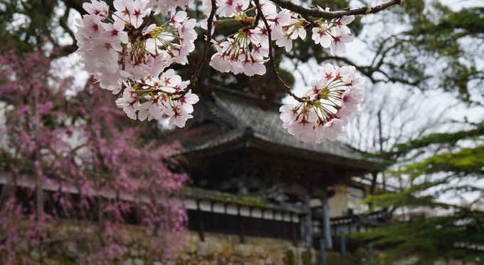 大乗寺（応挙寺）