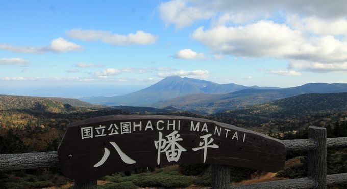 紅葉の八幡平アスピーテライン・樹海ライン