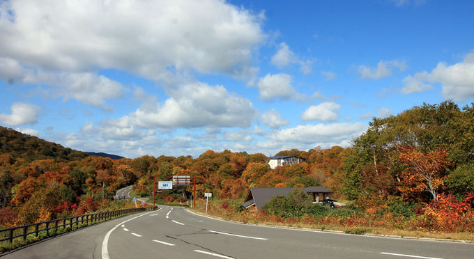 紅葉の八幡平アスピーテライン・樹海ライン