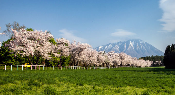 小岩井農場の桜並木