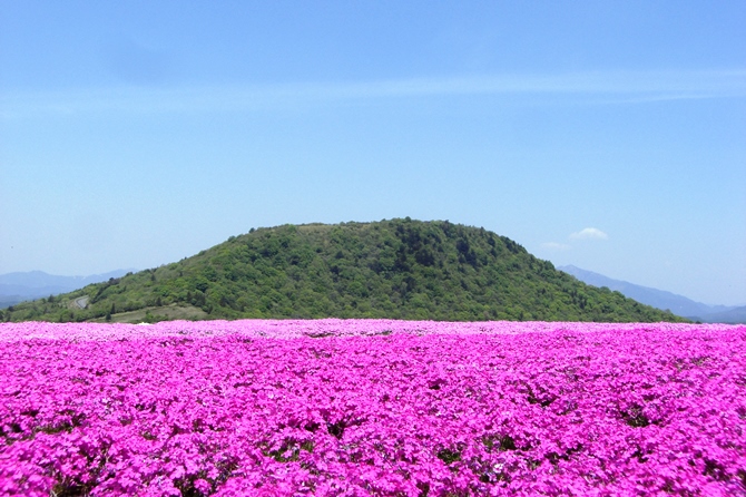 茶臼山高原芝桜の丘