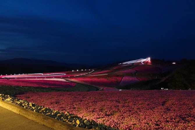 茶臼山高原芝桜の丘
