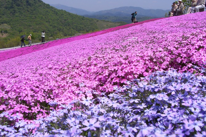 茶臼山高原芝桜の丘