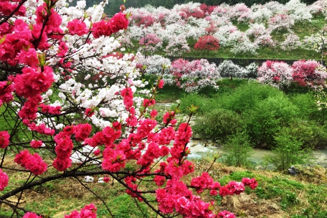 園原　花桃の里
