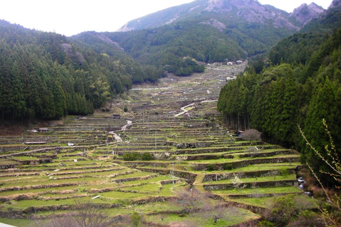 四谷の千枚田