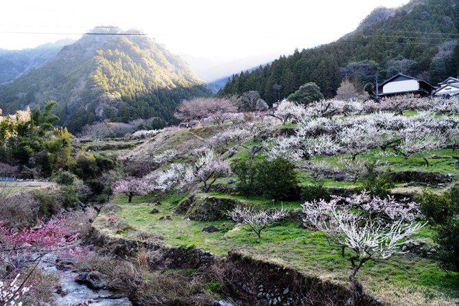 川売梅花まつり
