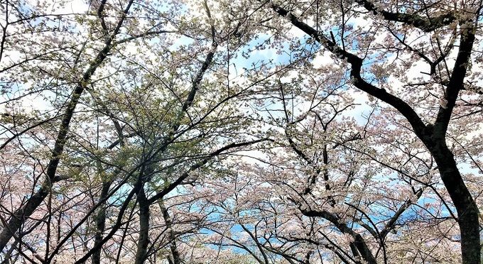 光城山【桜４月中下旬】