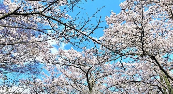 光城山【桜４月中下旬】