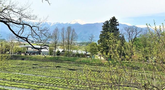 大王わさび農場【山葵花3～5月】
