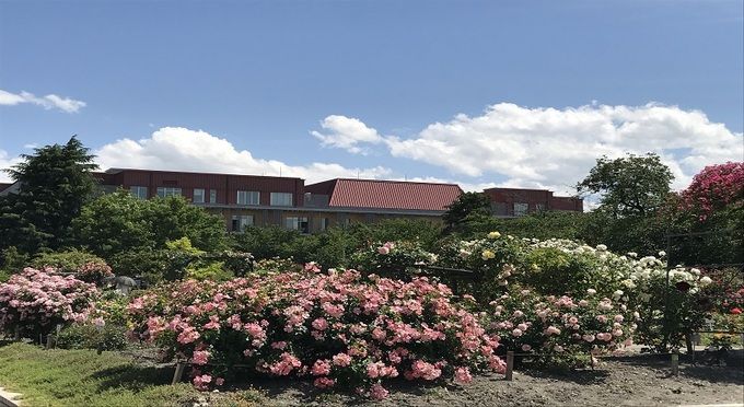豊科近代美術館【バラ5～6月】
