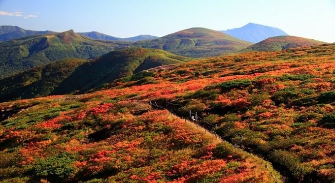 秋田駒ヶ岳