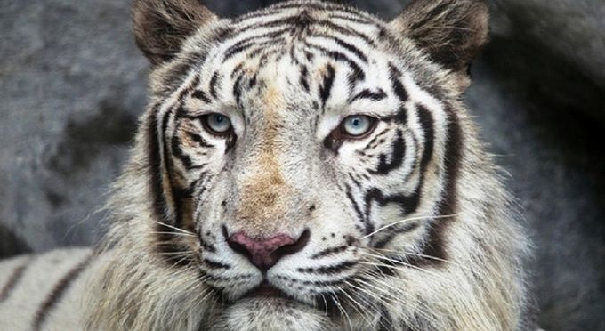 しろとり動物園