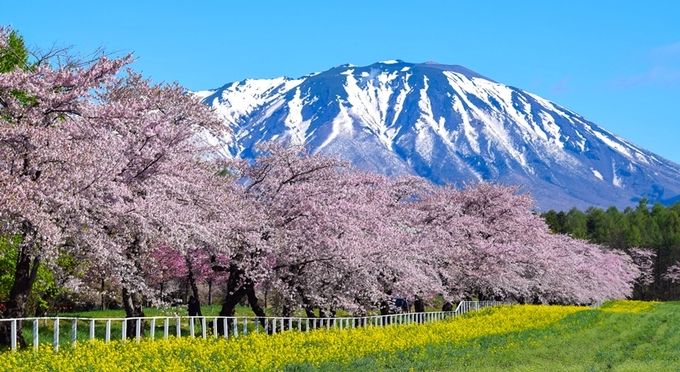 小岩井農場の桜並木