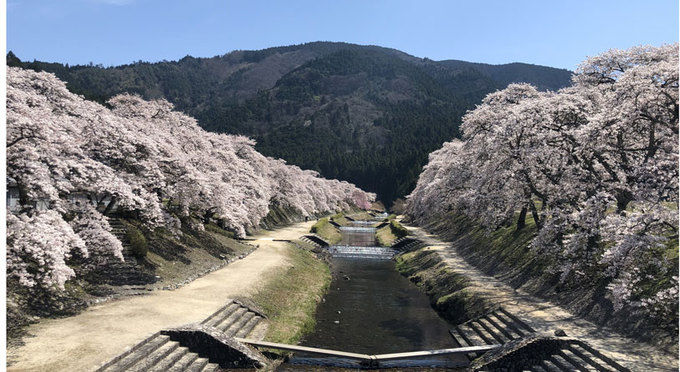 鮎河の千本桜