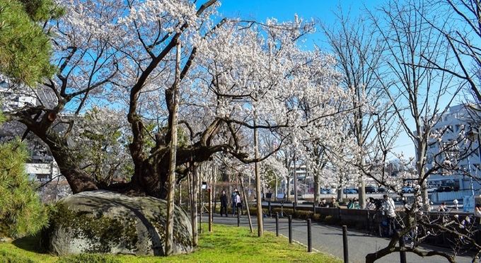 石割桜