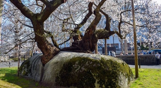 石割桜
