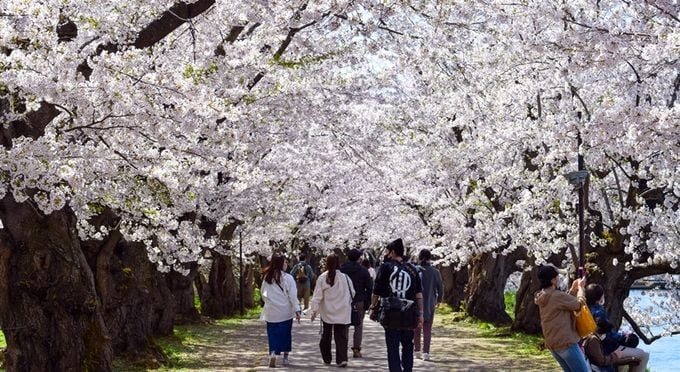 青森　弘前公園の桜