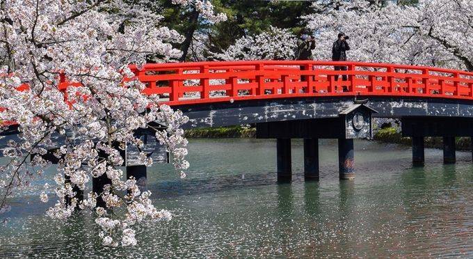 青森　弘前公園の桜