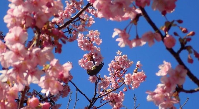 見どころいっぱい！桜の名所in南紀 